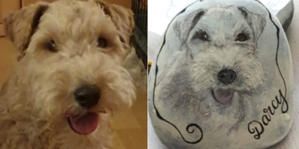 Unsere Fellnasen - Darcy