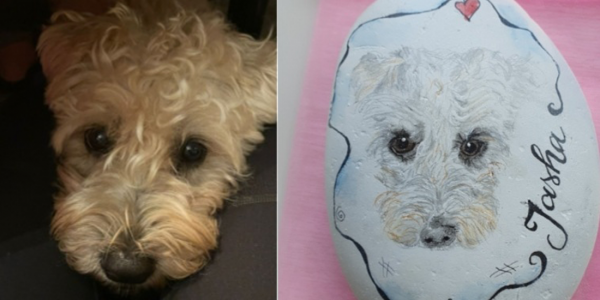 Unsere Fellnasen - Jasha