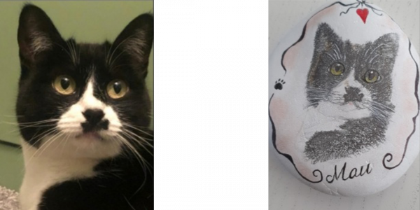 Unsere Fellnasen - Katze Mau