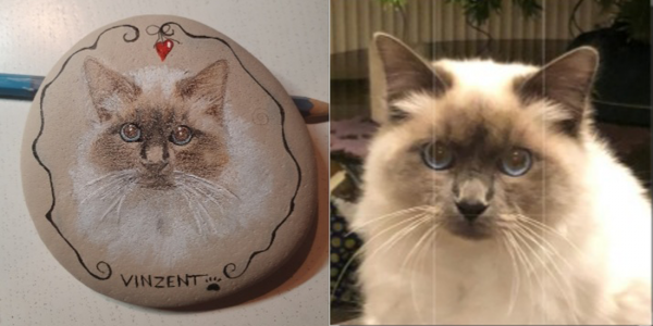 Unsere Fellnasen - Katze Vinzent